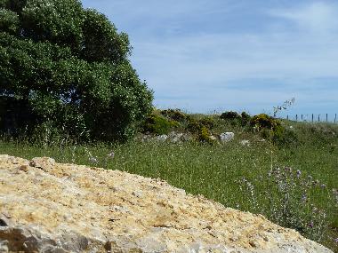 Villa in Azoia (Pennsula de Setbal) or holiday homes and vacation rentals