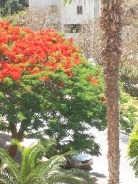 Holiday Apartment in Netanya (HaMerkaz (Central)) or holiday homes and vacation rentals