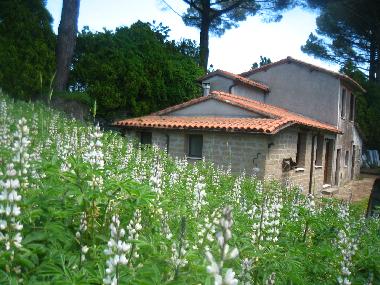 PINES HOUSE on the outside