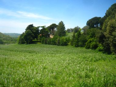 Field view. The houses are located behind the tree-lined avenue.