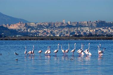 Holiday Apartment in Quartu (Cagliari) or holiday homes and vacation rentals