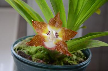 Holiday House in Turrialba (Cartago) or holiday homes and vacation rentals