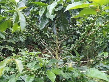 Holiday House in Turrialba (Cartago) or holiday homes and vacation rentals