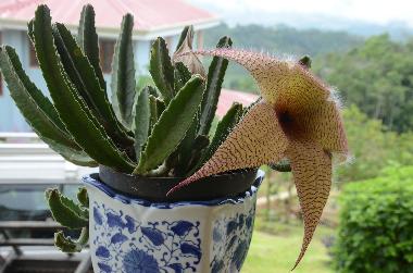Holiday House in Turrialba (Cartago) or holiday homes and vacation rentals