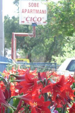 Holiday Apartment in Starigrad Paklenica (Zadarska) or holiday homes and vacation rentals