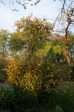 Holiday House in BRETTEVILLE DU GRAND CAUX (Seine-Maritime) or holiday homes and vacation rentals