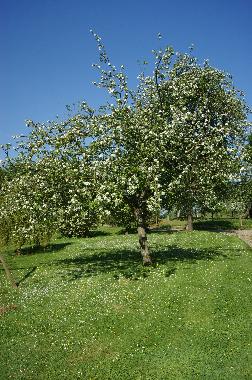 Holiday House in BRETTEVILLE DU GRAND CAUX (Seine-Maritime) or holiday homes and vacation rentals