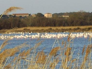 Holiday Apartment in Portiragnes-Plage (Hrault) or holiday homes and vacation rentals