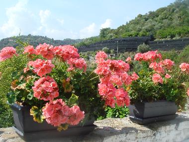 Holiday Apartment in dolceacqua (Imperia) or holiday homes and vacation rentals