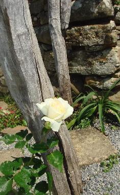 Holiday Apartment in dolceacqua (Imperia) or holiday homes and vacation rentals