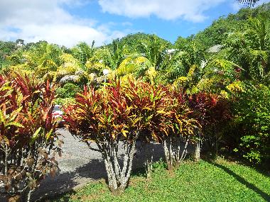 Holiday Apartment in TRINITE (Martinique) or holiday homes and vacation rentals