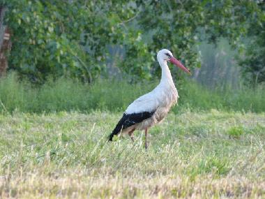 Holiday House in Bad Freienwalde (Mrkisch-Oderland) or holiday homes and vacation rentals