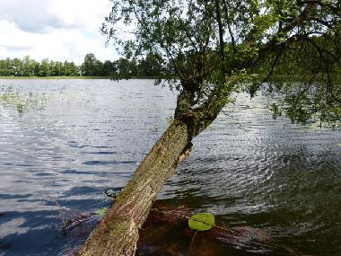 Holiday House in Bad Freienwalde (Mrkisch-Oderland) or holiday homes and vacation rentals