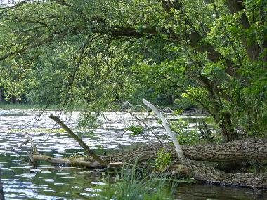 Holiday House in Bad Freienwalde (Mrkisch-Oderland) or holiday homes and vacation rentals