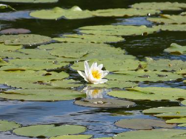 Holiday House in Bad Freienwalde (Mrkisch-Oderland) or holiday homes and vacation rentals