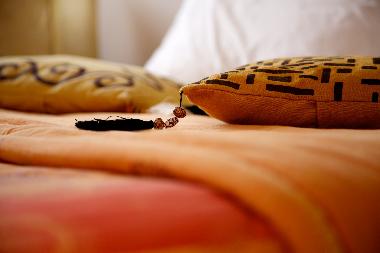 Villa in Marrakech (Marrakech) or holiday homes and vacation rentals