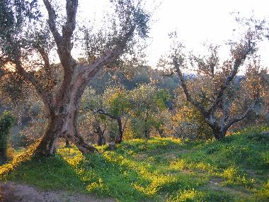 Holiday House in Lari (Pisa) or holiday homes and vacation rentals