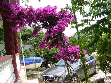 Holiday Apartment in Mandre (Zadarska) or holiday homes and vacation rentals