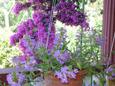 Holiday Apartment in Mandre (Zadarska) or holiday homes and vacation rentals