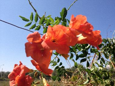 Villa in Manduria (Taranto) or holiday homes and vacation rentals