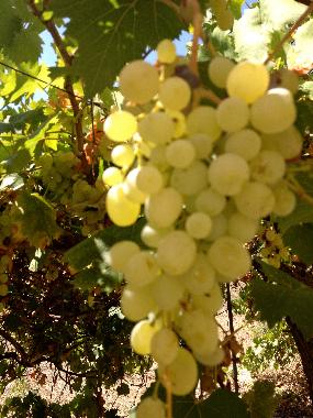 Villa in Manduria (Taranto) or holiday homes and vacation rentals