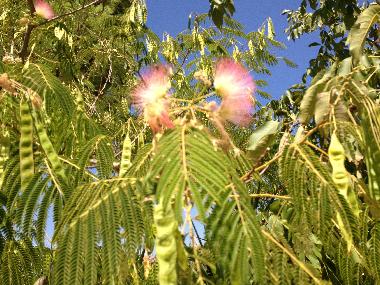 Villa in Manduria (Taranto) or holiday homes and vacation rentals