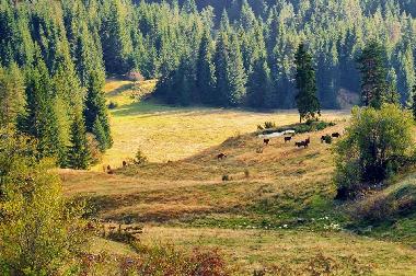 Holiday House in Barutin (Smolyan) or holiday homes and vacation rentals