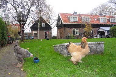Holiday House in Amsterdam (Noord-Holland) or holiday homes and vacation rentals