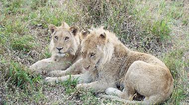 Holiday House in Hoedspruit (Mpumalanga) or holiday homes and vacation rentals