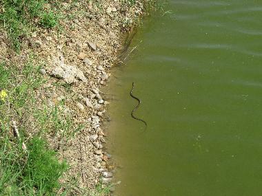 Grass snakes are the most common snakes in Botevo - and totally harmless too