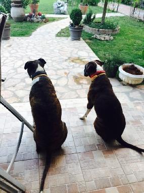 Villa in ANTALYA (Antalya) or holiday homes and vacation rentals