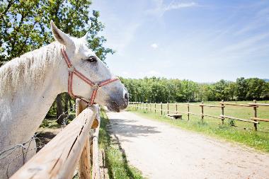 Holiday Apartment in RABANAL DEL CAMINO (Len) or holiday homes and vacation rentals