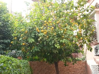 Holiday Apartment in Marrakech (Marrakech) or holiday homes and vacation rentals