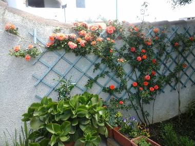 Holiday Apartment in orosei (Nuoro) or holiday homes and vacation rentals