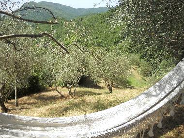 Bed and Breakfast in FIVIZZANO (Massa-Carrara) or holiday homes and vacation rentals