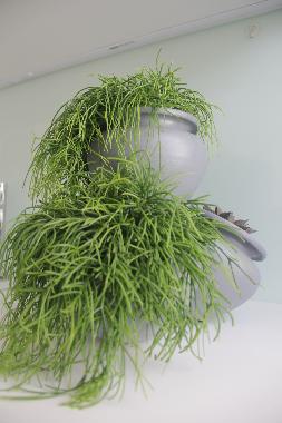 Holiday Apartment in Guimares (Norte) or holiday homes and vacation rentals