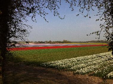 Chalet in Egmond aan den Hoef  (Noord-Holland) or holiday homes and vacation rentals