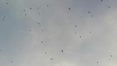 Holiday House in Anuradhapura (Anuradhapura) or holiday homes and vacation rentals