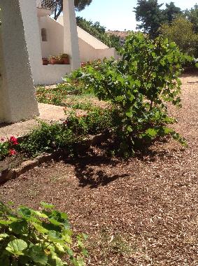 Holiday Apartment in Olbia (Olbia-Tempio) or holiday homes and vacation rentals