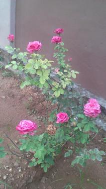 Holiday House in Urumpirai, Jaffna (Jaffna) or holiday homes and vacation rentals