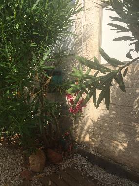 Villa in Benidorm (Alicante / Alacant) or holiday homes and vacation rentals