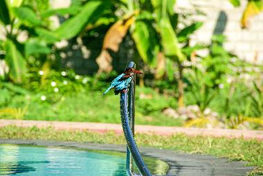 Kingfisher at the poolside