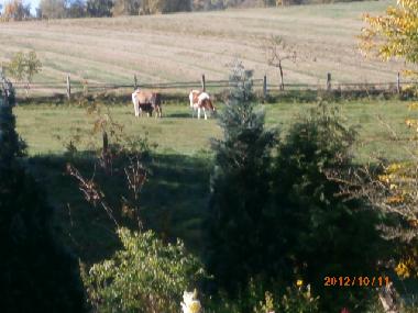 Holiday Apartment in Bad sachsa (Harz) or holiday homes and vacation rentals