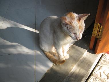 Holiday House in Hikkaduwa-Gonipinuwala (Galle) or holiday homes and vacation rentals