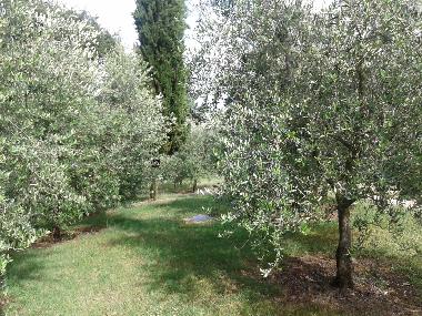 Holiday Apartment in Colonnetta di Prodo Orvieto (Terni) or holiday homes and vacation rentals