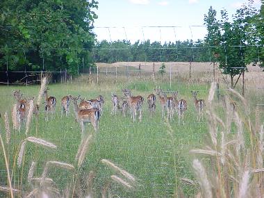 Holiday House in Nuthe-Urstromtal OT Berkenbr�ck (Teltow-Fl�ming) or holiday homes and vacation rentals