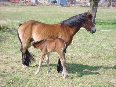 Holiday House in Nuthe-Urstromtal OT Berkenbr�ck (Teltow-Fl�ming) or holiday homes and vacation rentals