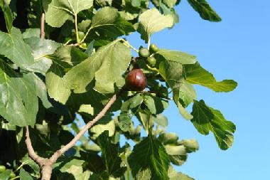 Holiday House in vila nova de cacela, portugal (Algarve) or holiday homes and vacation rentals