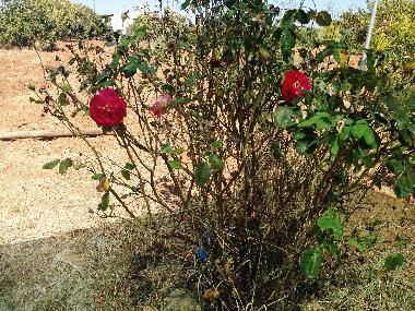 Holiday House in vila nova de cacela, portugal (Algarve) or holiday homes and vacation rentals