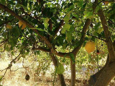 Holiday House in vila nova de cacela, portugal (Algarve) or holiday homes and vacation rentals